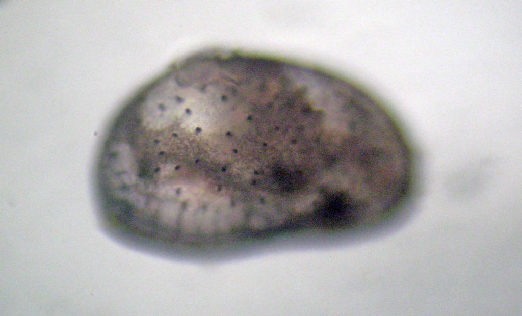 Proviamoci con gli Ostracodi marini